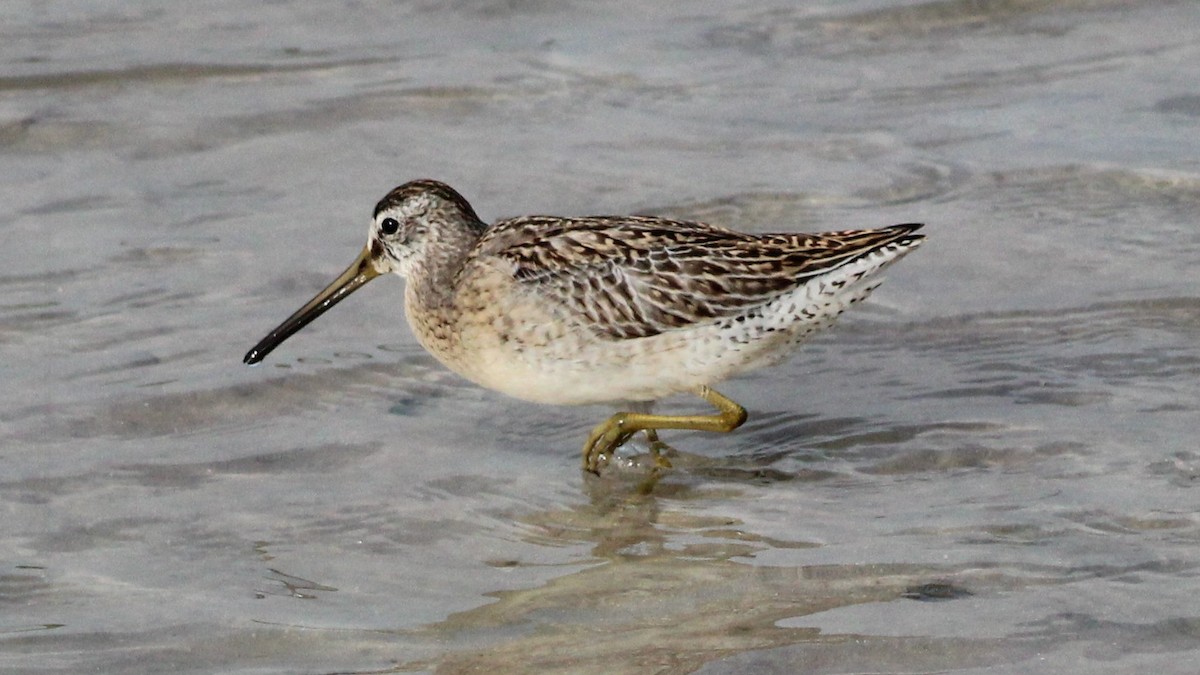 Short-billed Dowitcher - ML642837234