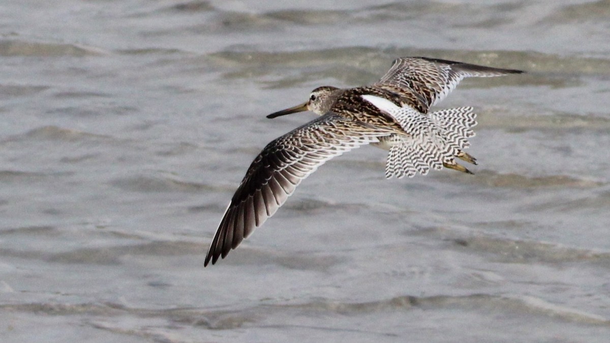 Short-billed Dowitcher - ML642837235