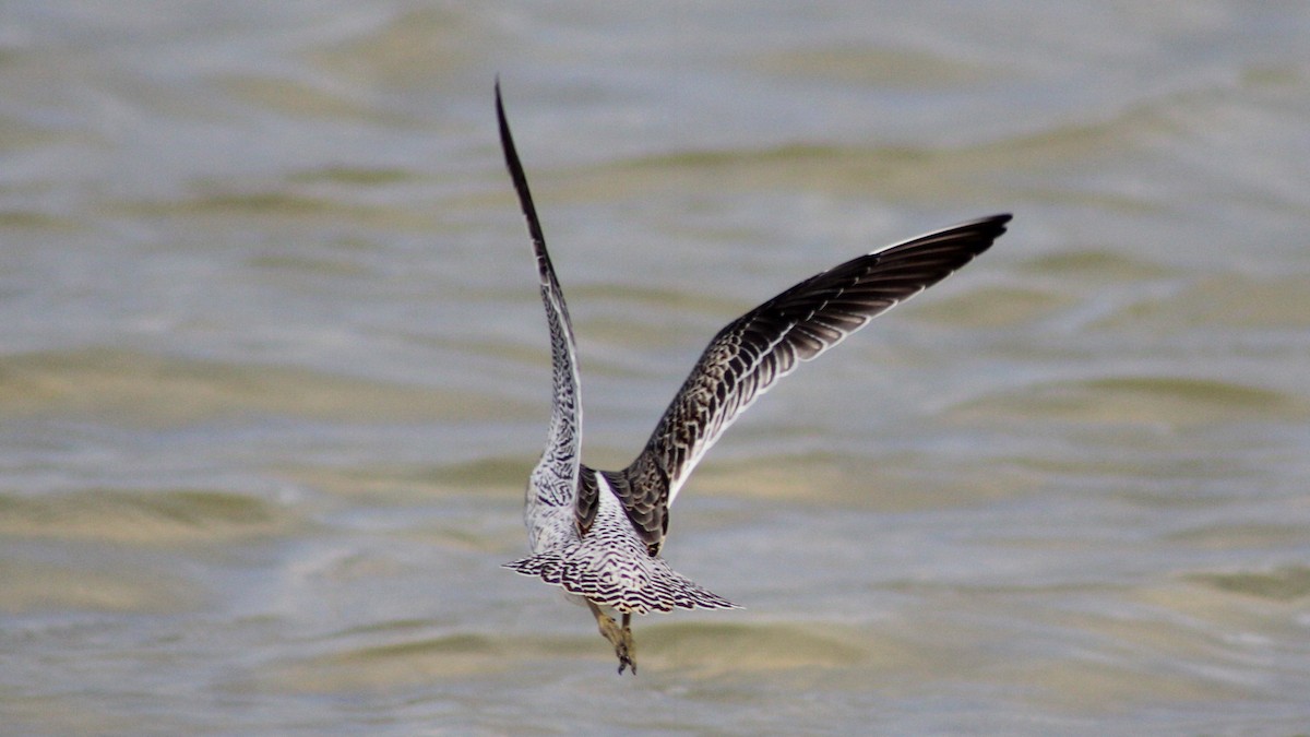 Short-billed Dowitcher - ML642837236