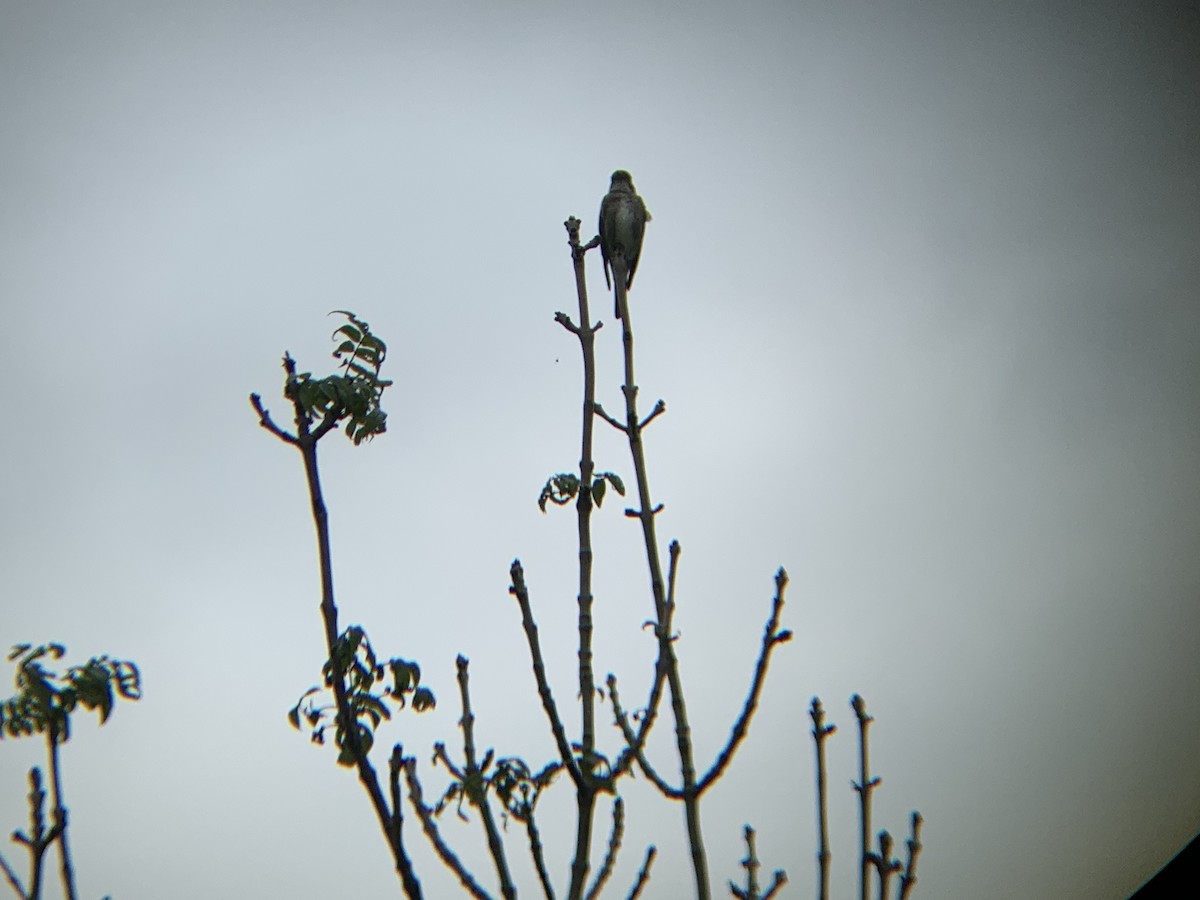 Olive-sided Flycatcher - ML642837238