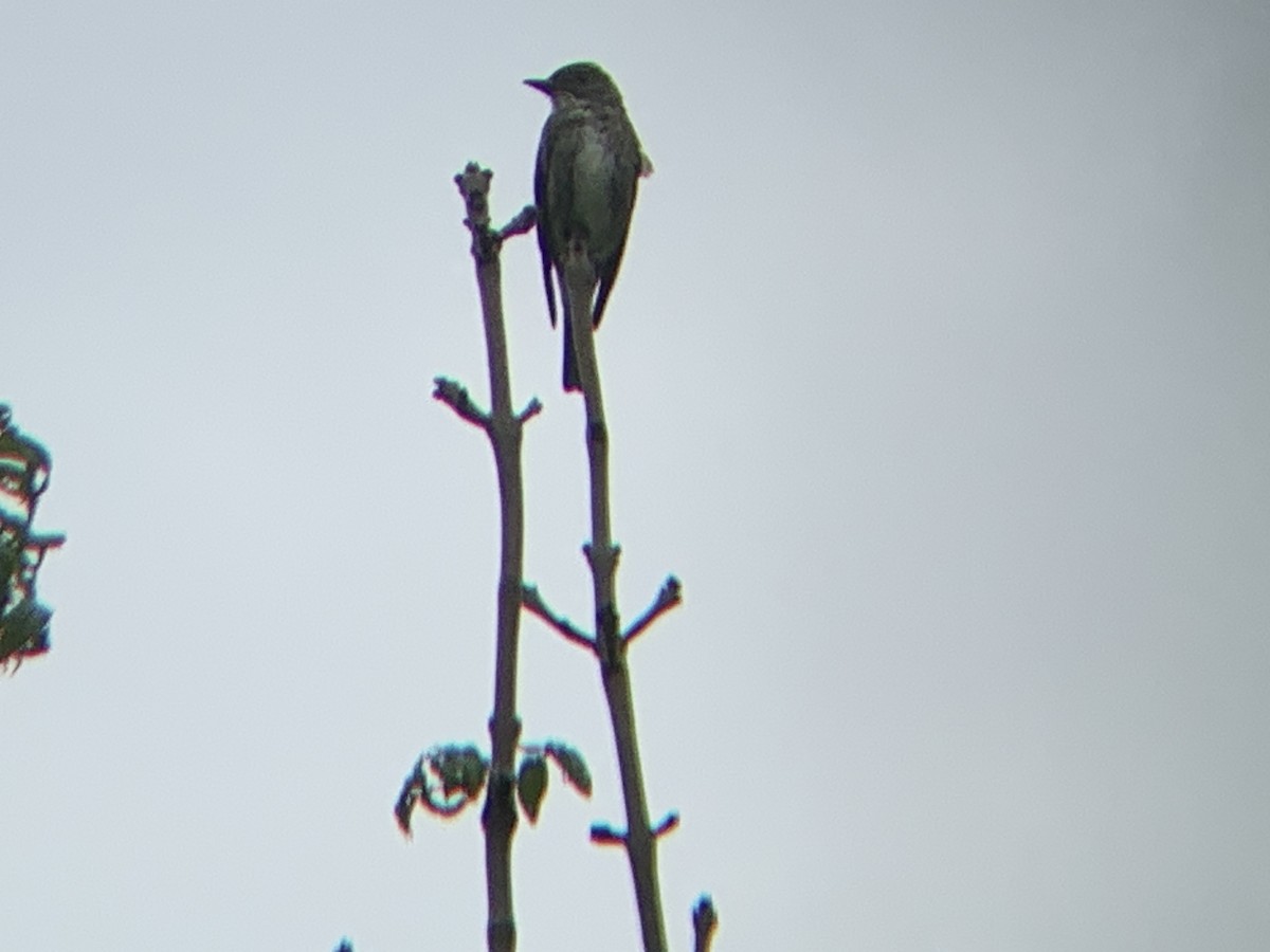 Olive-sided Flycatcher - ML642837239
