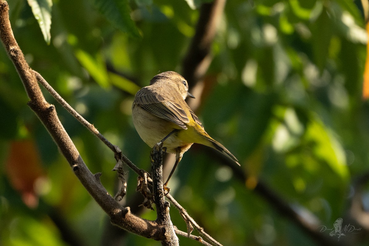 Palm Warbler - ML642837241