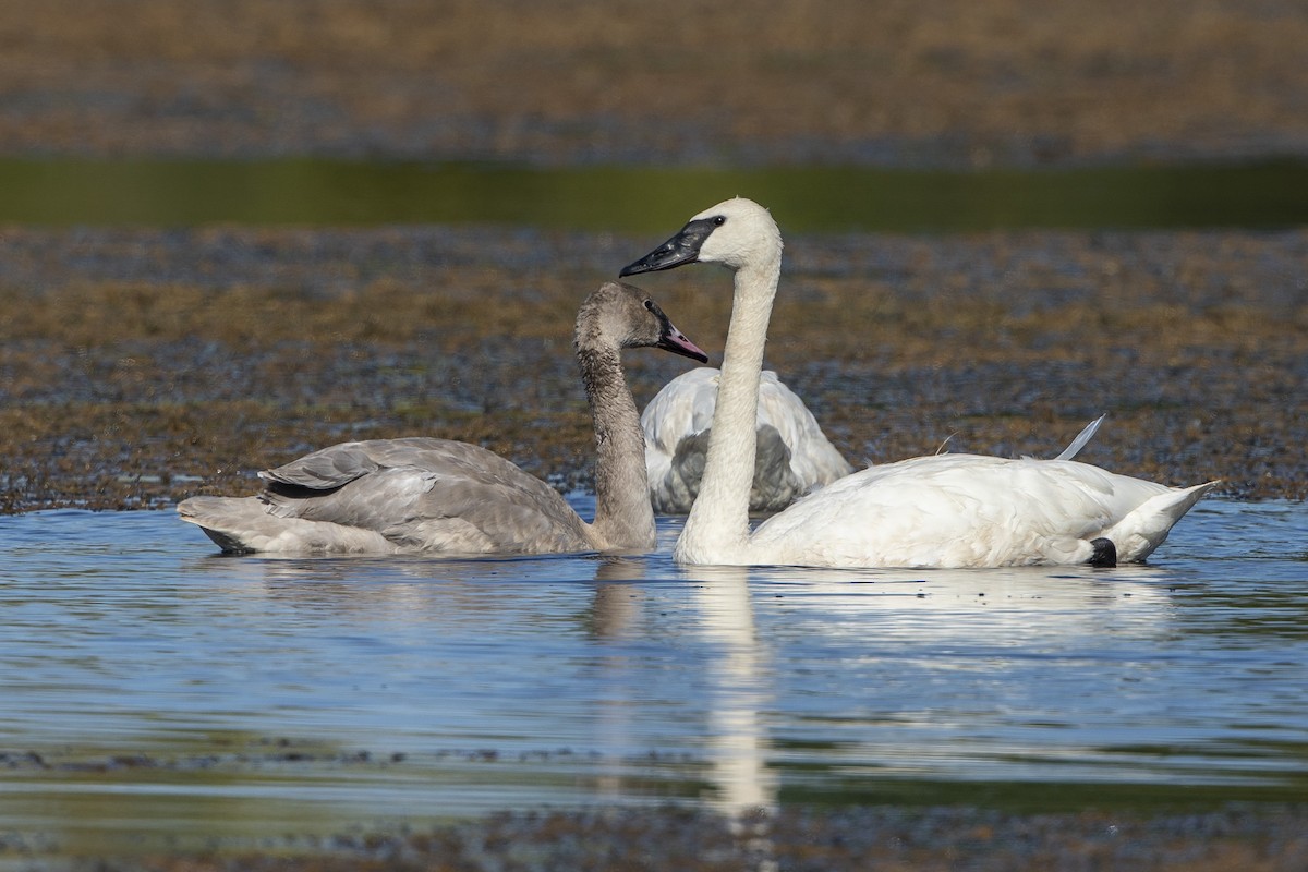 Trumpeter Swan - ML642837245