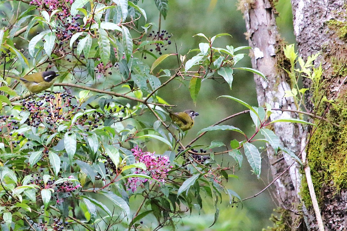 Common Chlorospingus - ML642837247