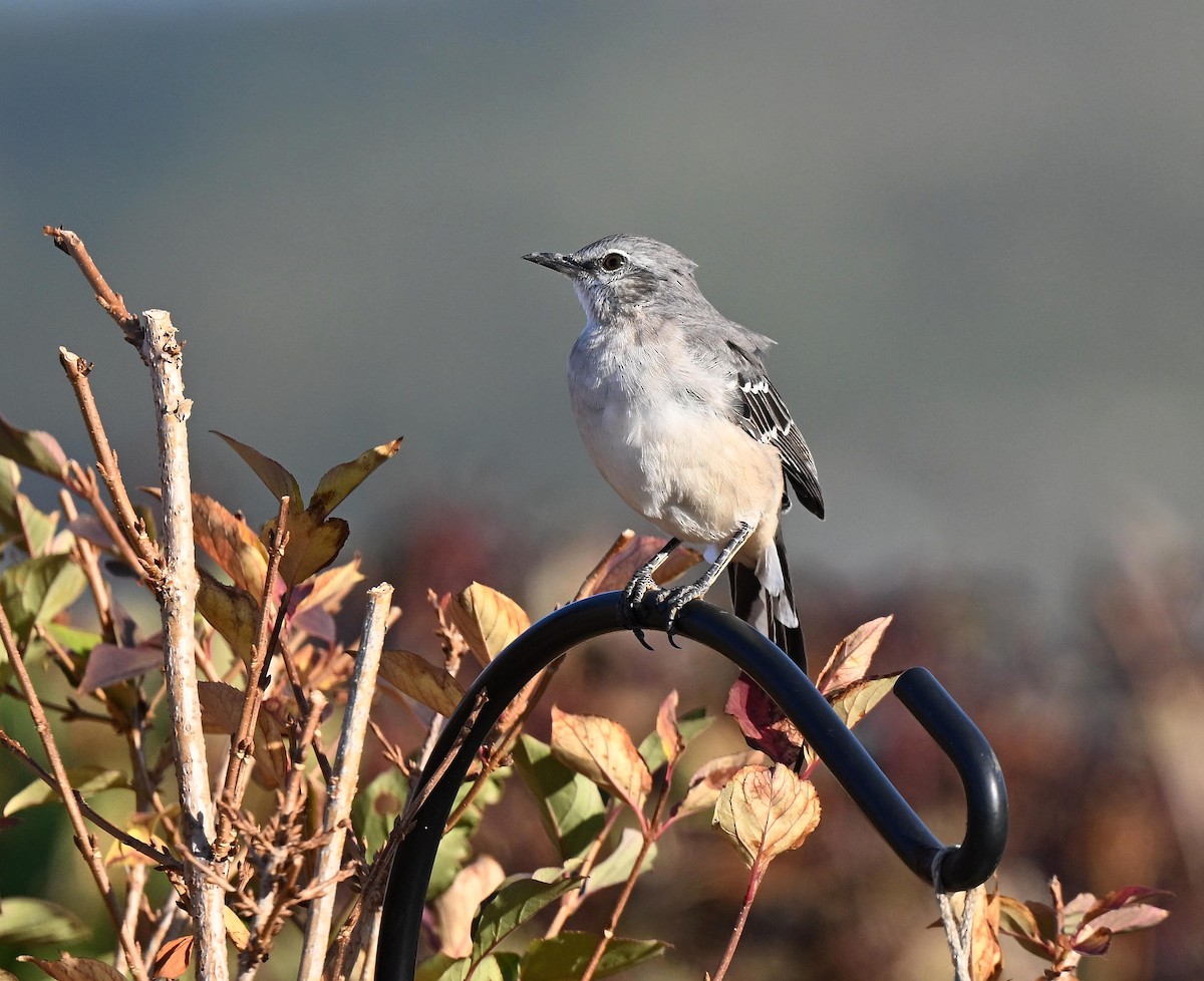 Northern Mockingbird - ML642837248