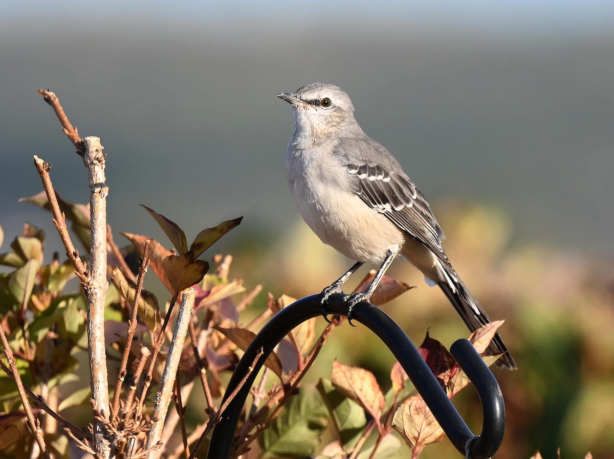 Northern Mockingbird - ML642837254