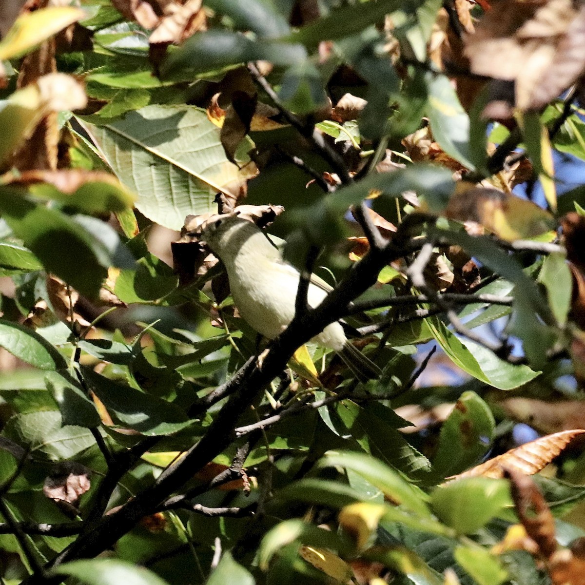 Ruby-crowned Kinglet - ML642837261