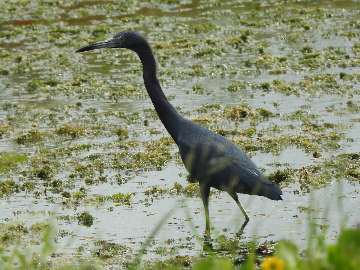 Little Blue Heron - ML642837262