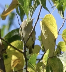 Ruby-crowned Kinglet - ML642837263