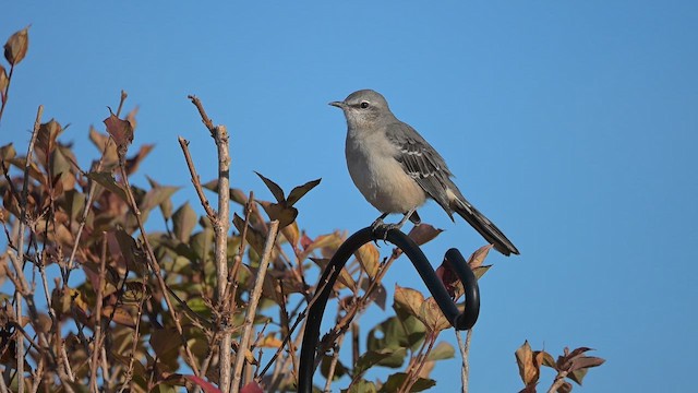 Northern Mockingbird - ML642837264