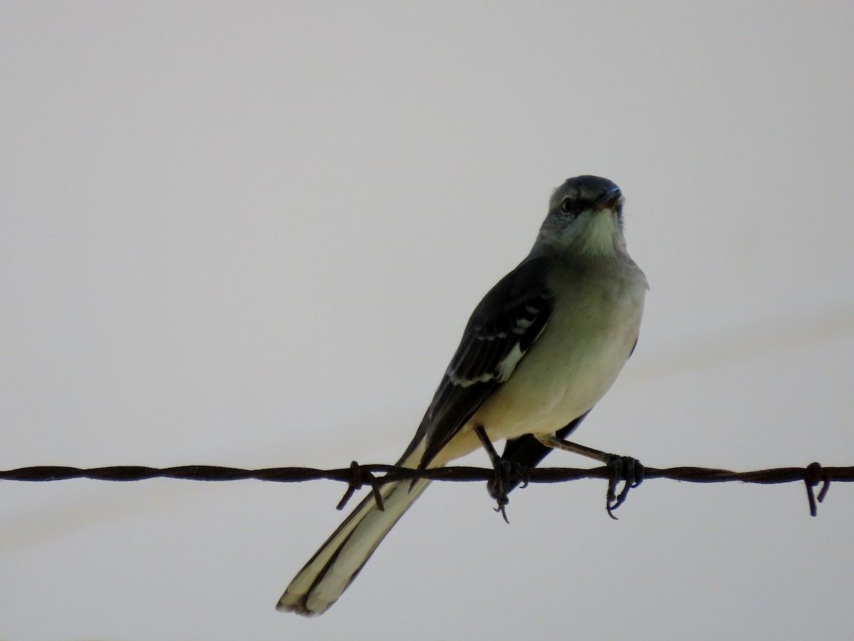 Northern Mockingbird - ML642837266