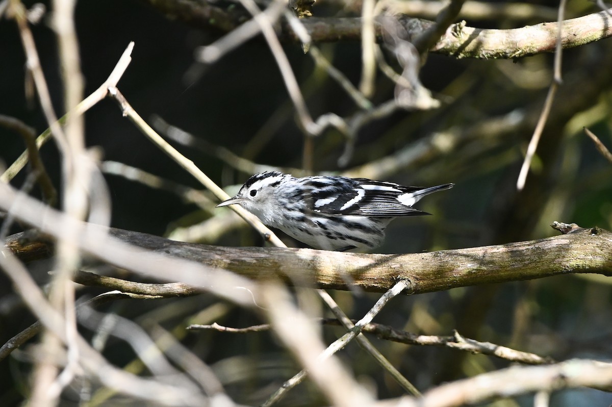 Black-and-white Warbler - ML642837270