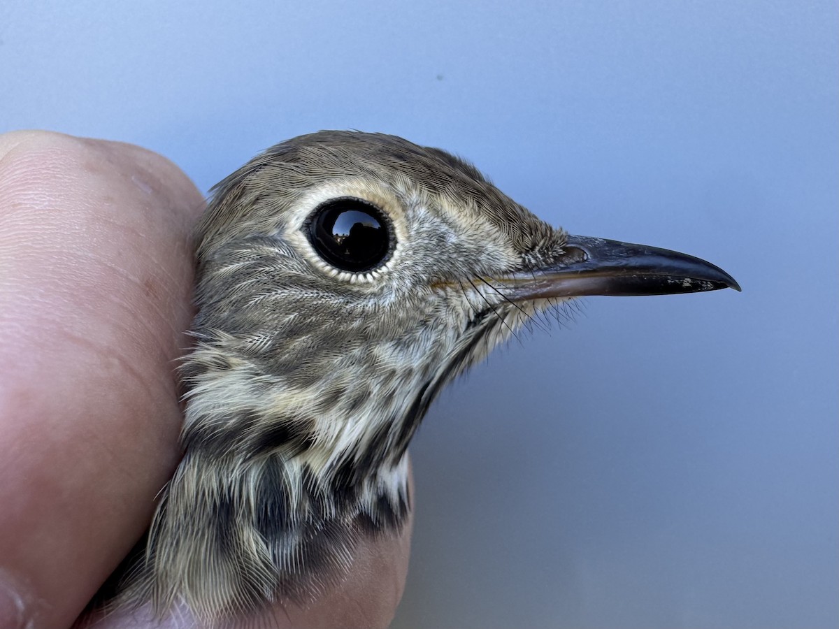 Hermit Thrush (faxoni/crymophilus) - ML642837271