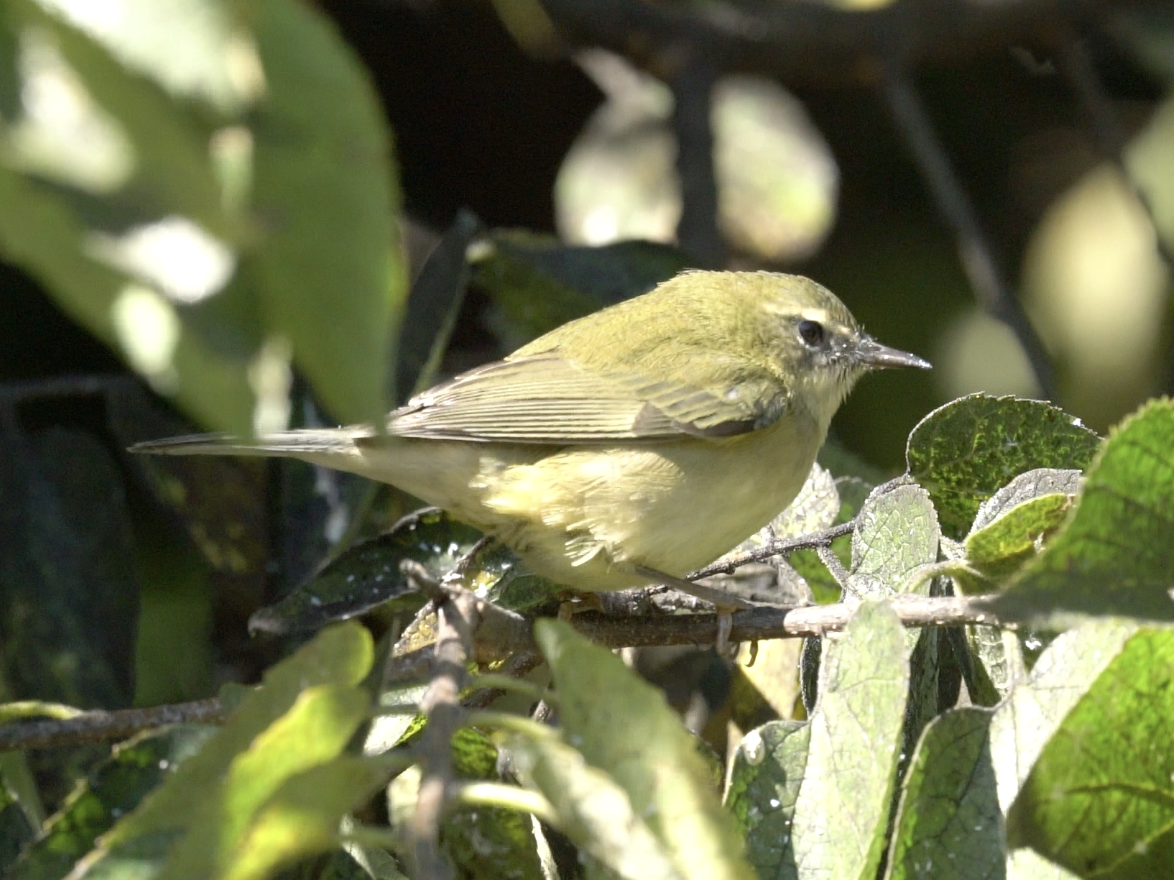 Tennessee Warbler - ML642837275