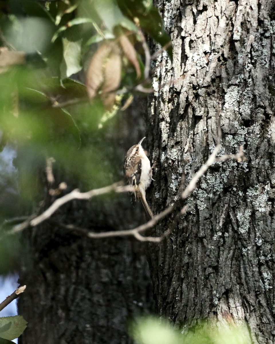Brown Creeper - ML642837279