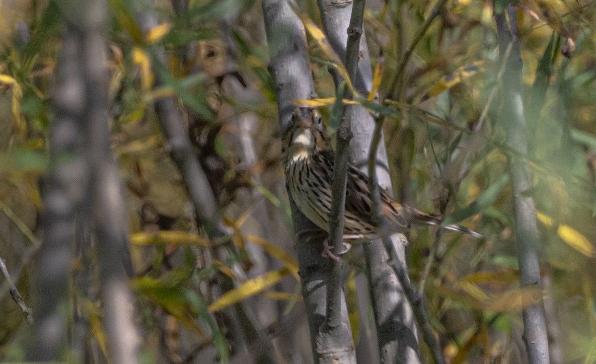 Henslow's Sparrow - ML642837286