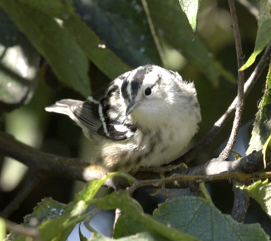 Black-and-white Warbler - ML642837287