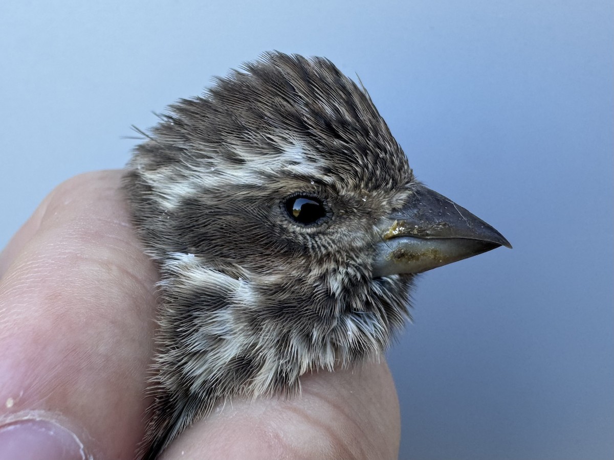 Purple Finch (Eastern) - ML642837288