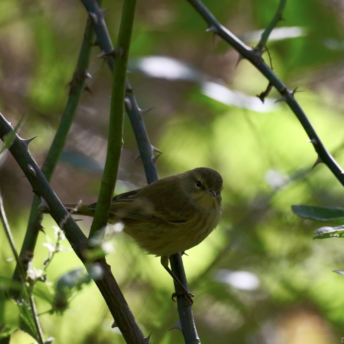 Palm Warbler (Yellow) - ML642837297