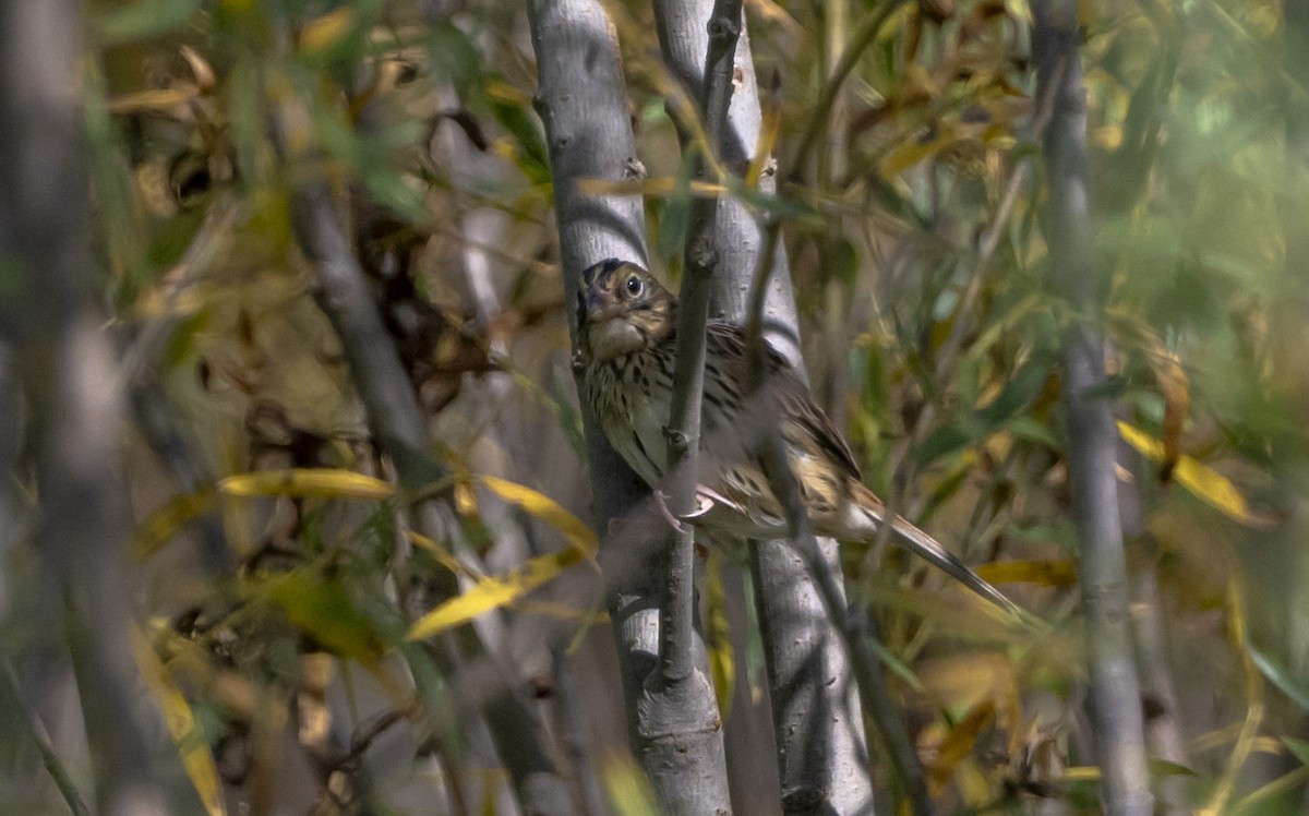 Henslow's Sparrow - ML642837298
