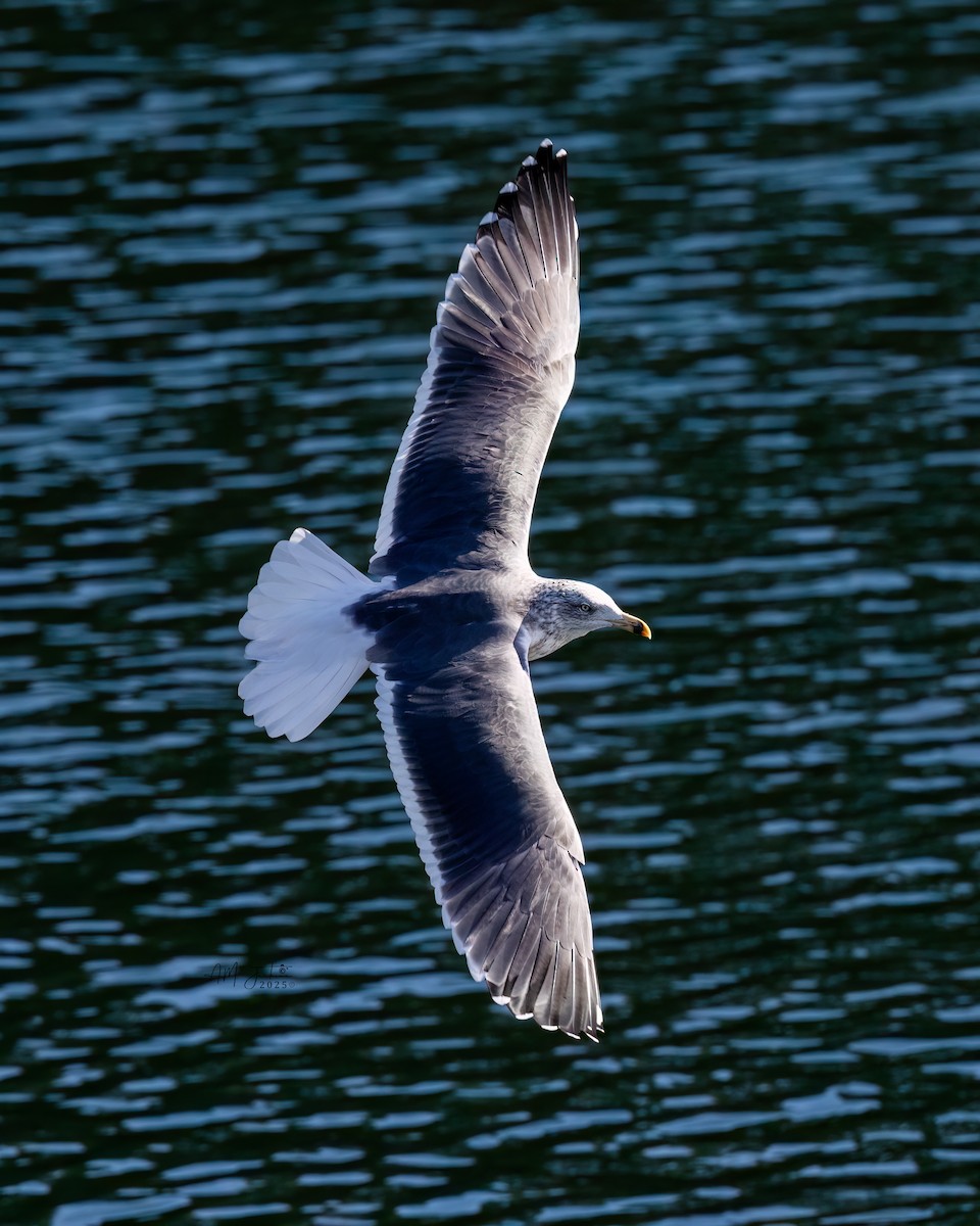 Lesser Black-backed Gull - ML642837299
