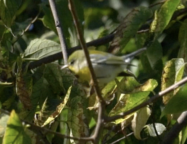 Northern Parula - ML642837301