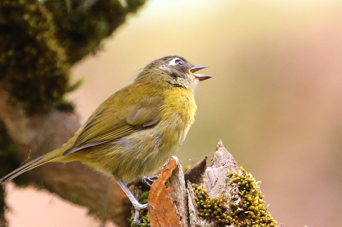 Common Chlorospingus - ML642837319