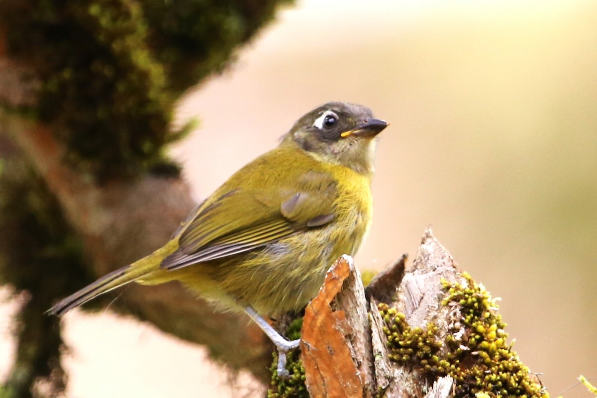 Common Chlorospingus - ML642837321