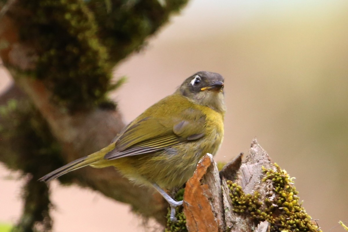 Common Chlorospingus - ML642837322