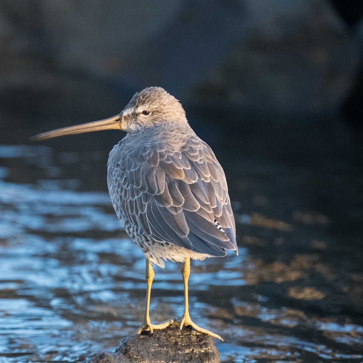 Short-billed Dowitcher - ML642837326