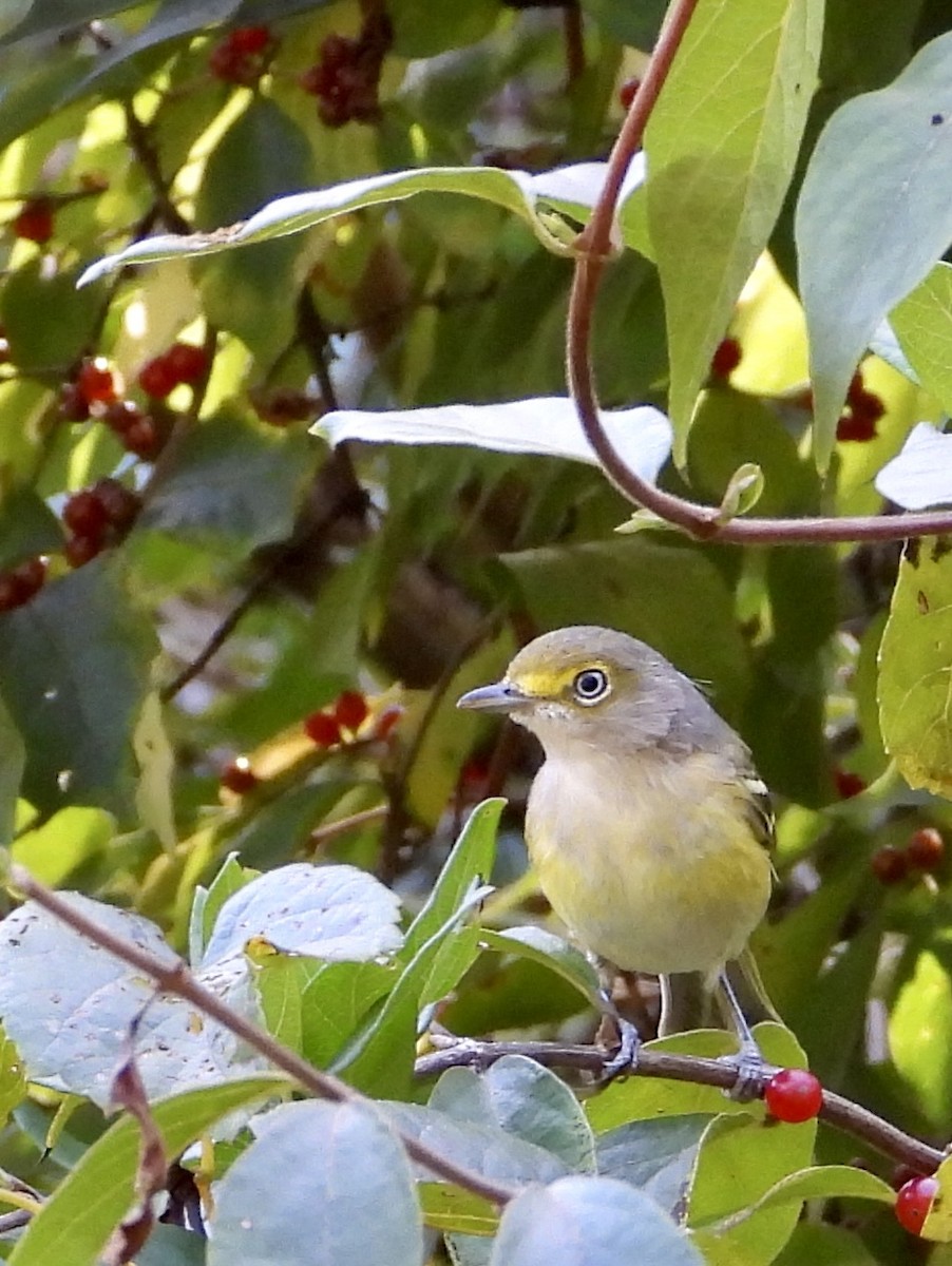 White-eyed Vireo - ML642837344