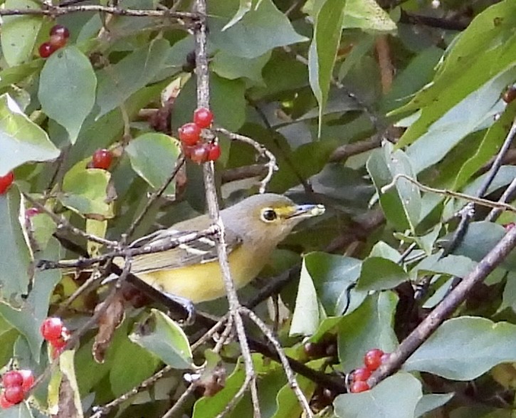 White-eyed Vireo - ML642837345