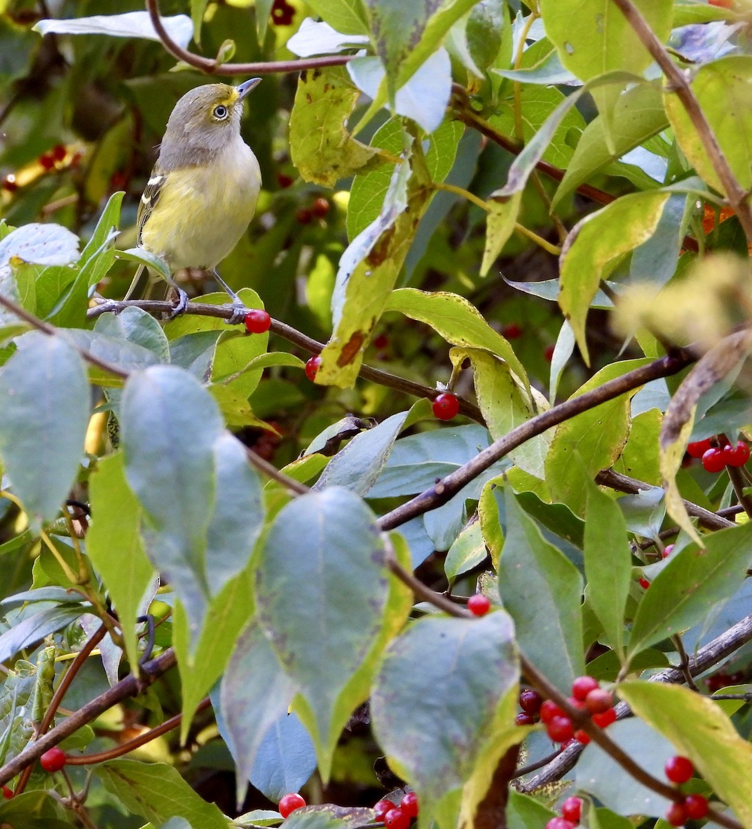 White-eyed Vireo - ML642837346