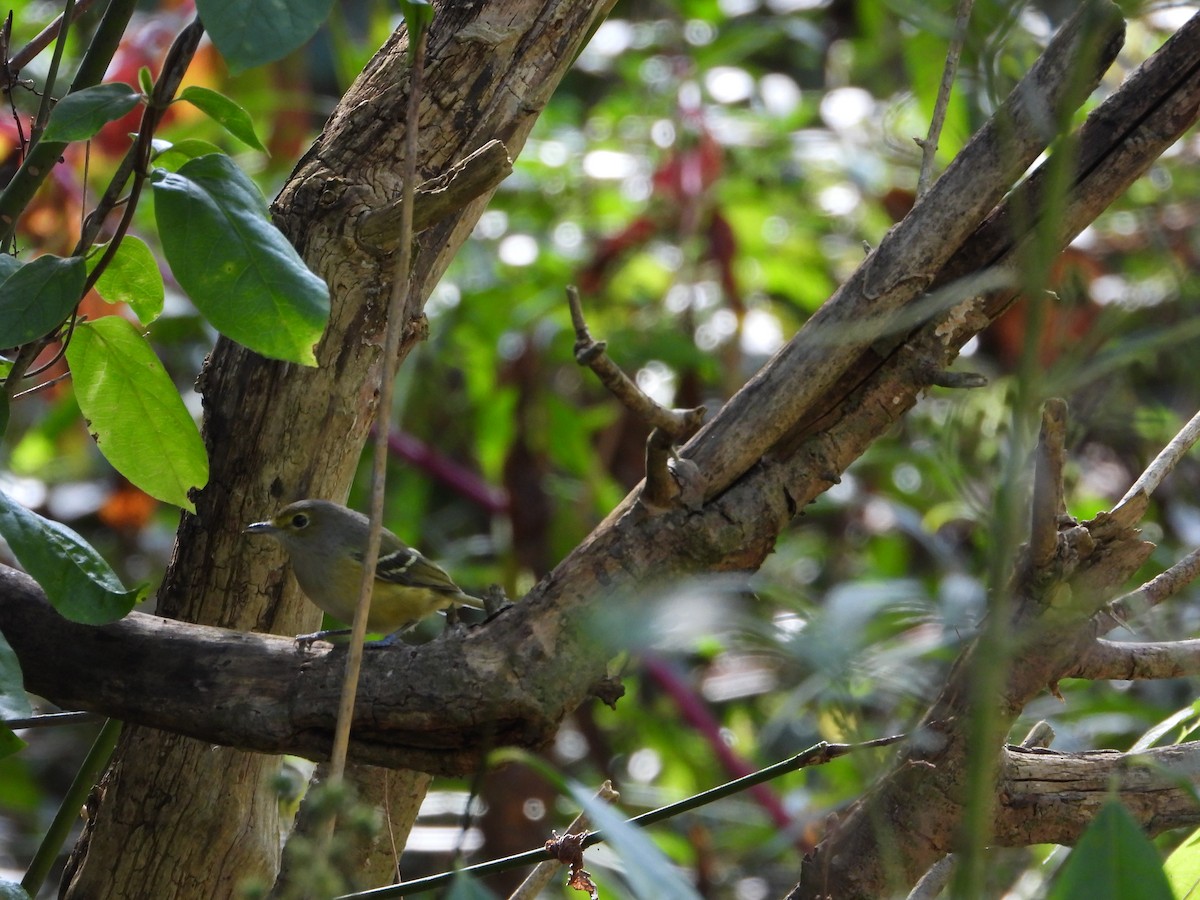 White-eyed Vireo - ML642837347
