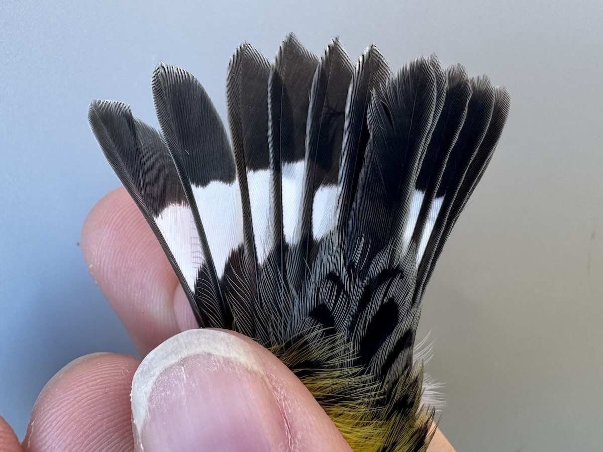 Magnolia Warbler - ML642837350