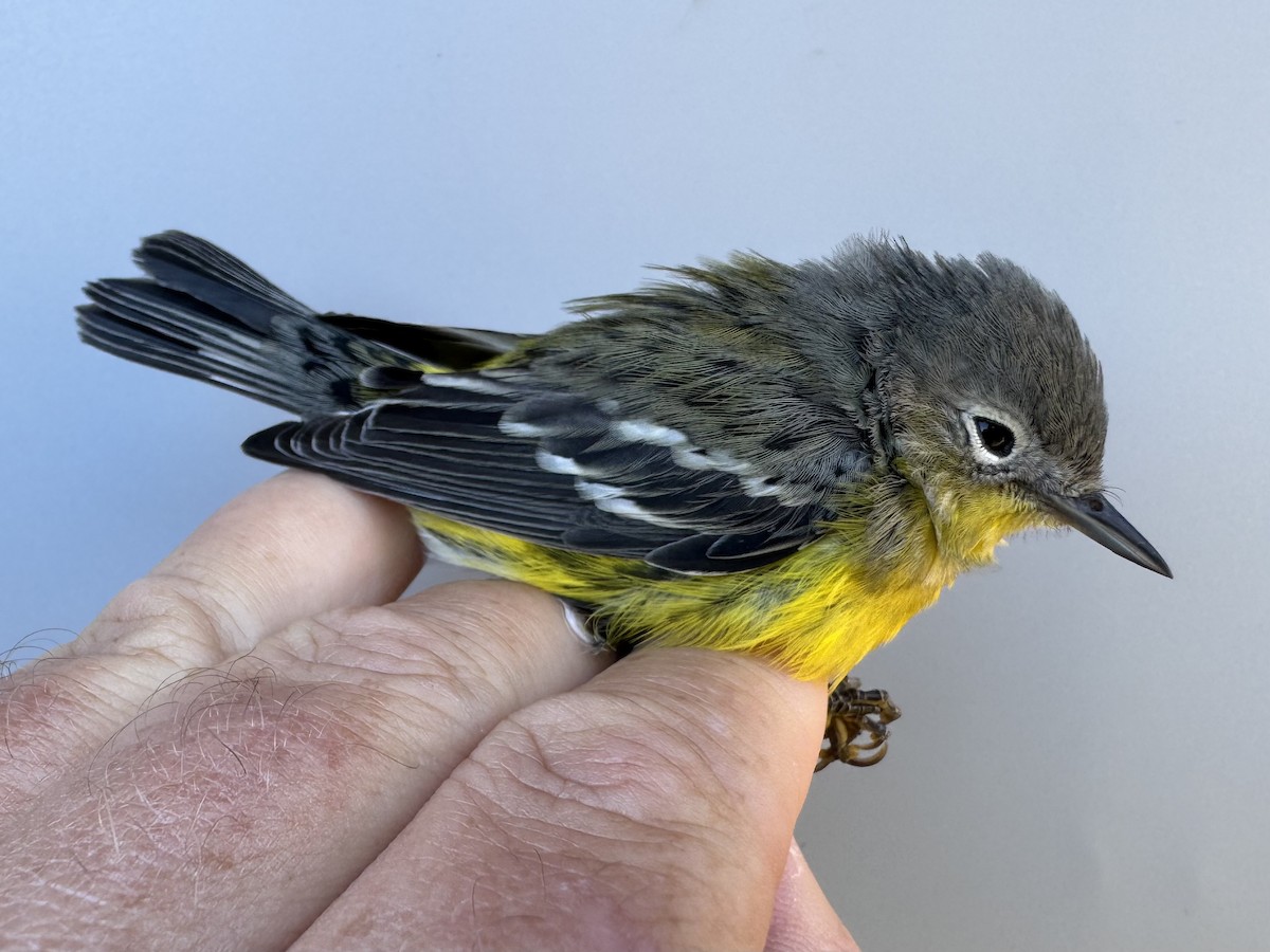 Magnolia Warbler - ML642837351