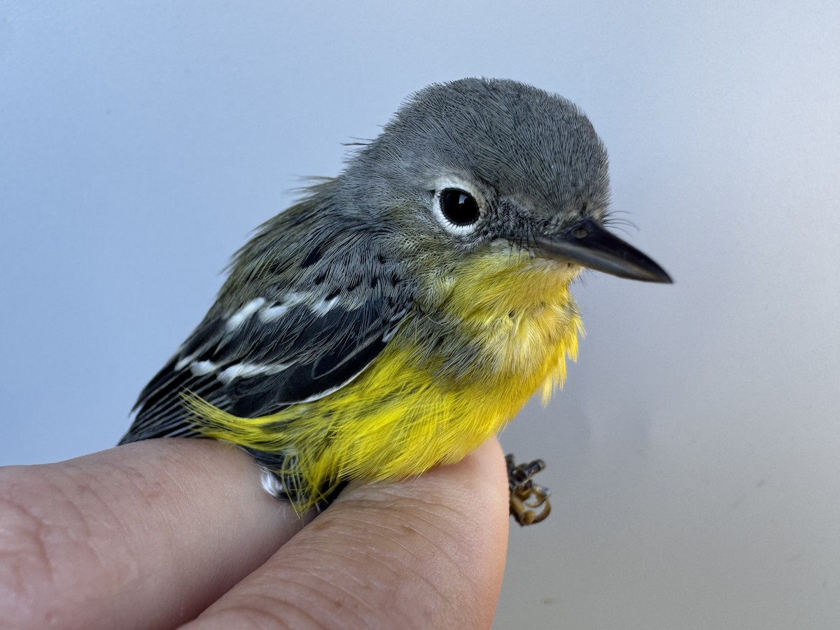 Magnolia Warbler - ML642837352