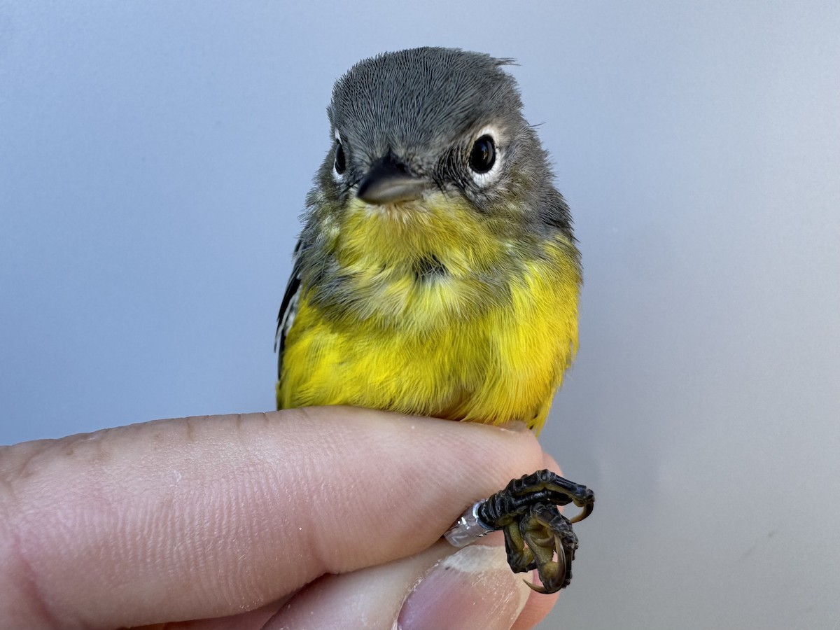 Magnolia Warbler - ML642837353