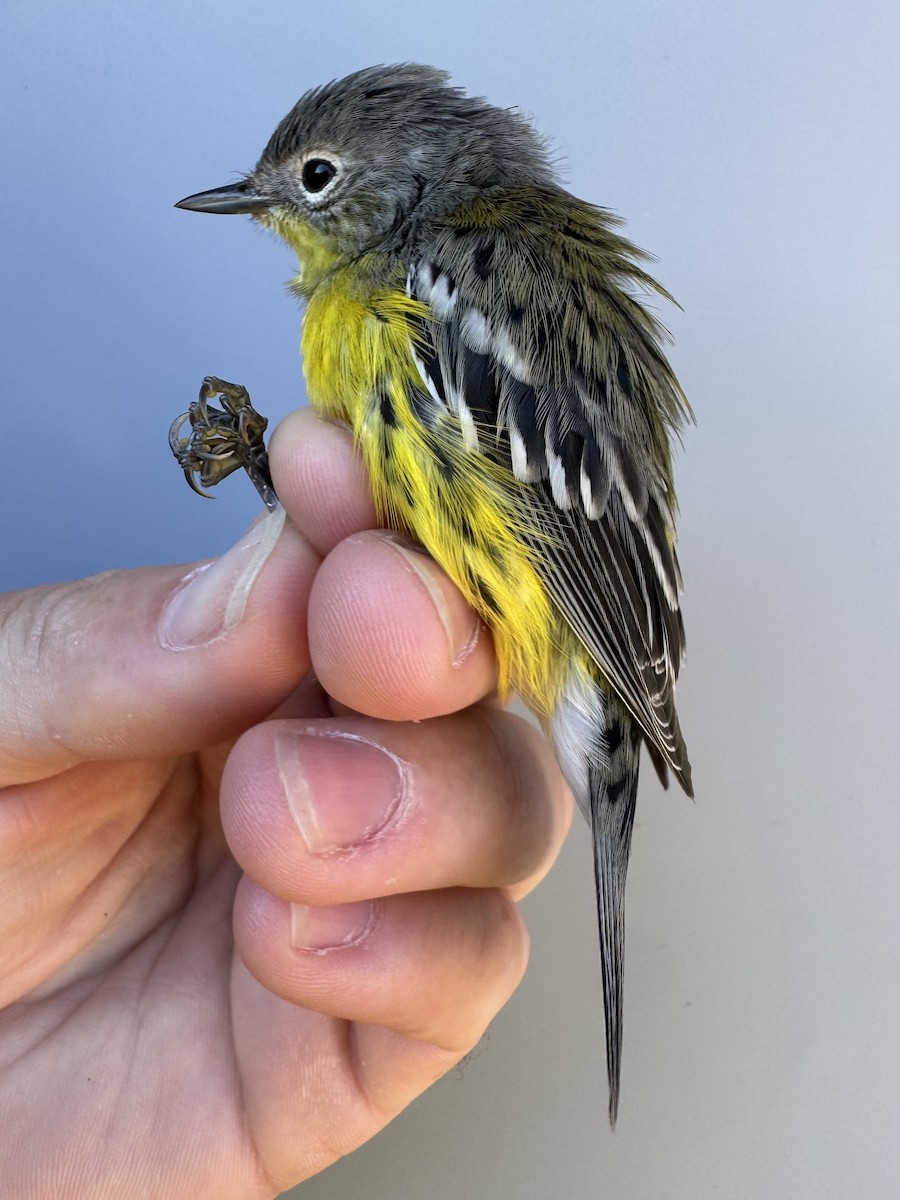 Magnolia Warbler - ML642837354