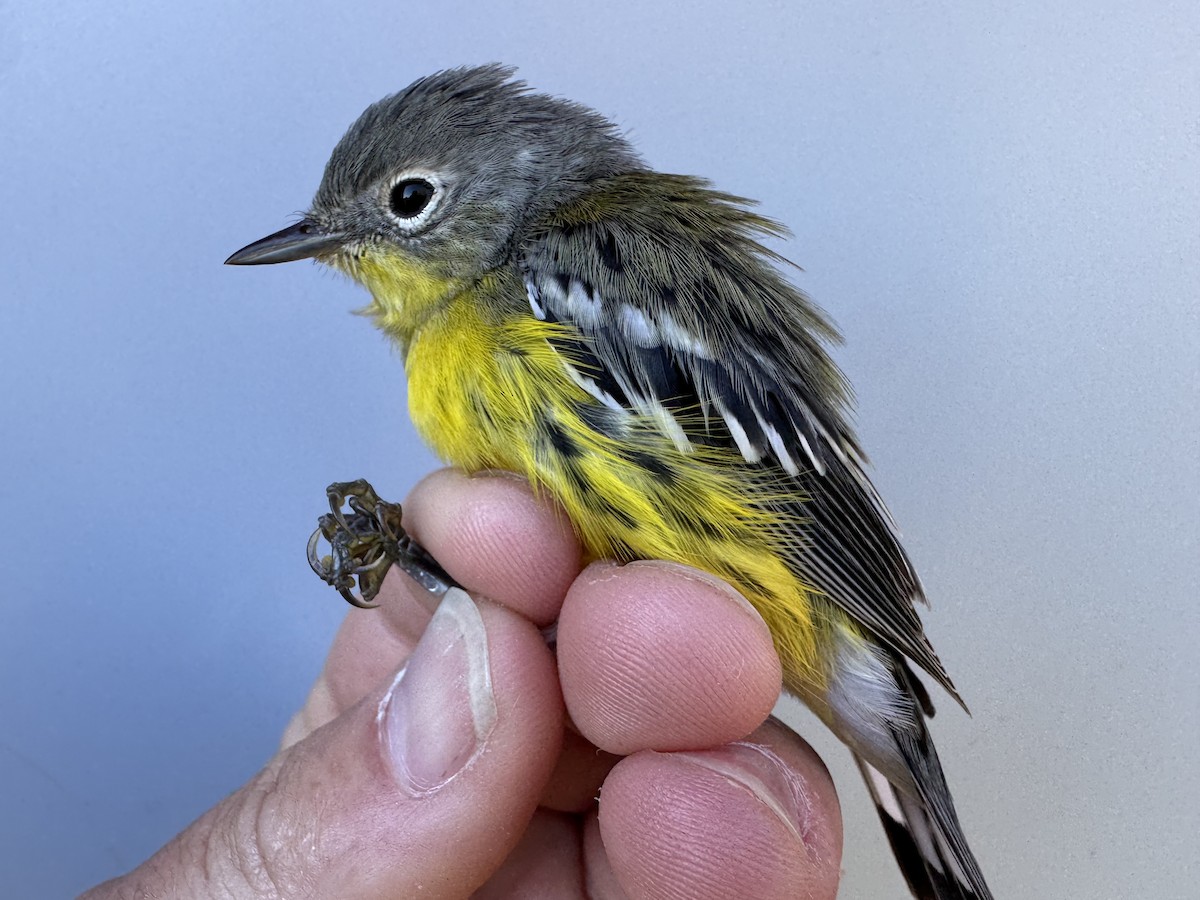 Magnolia Warbler - ML642837355