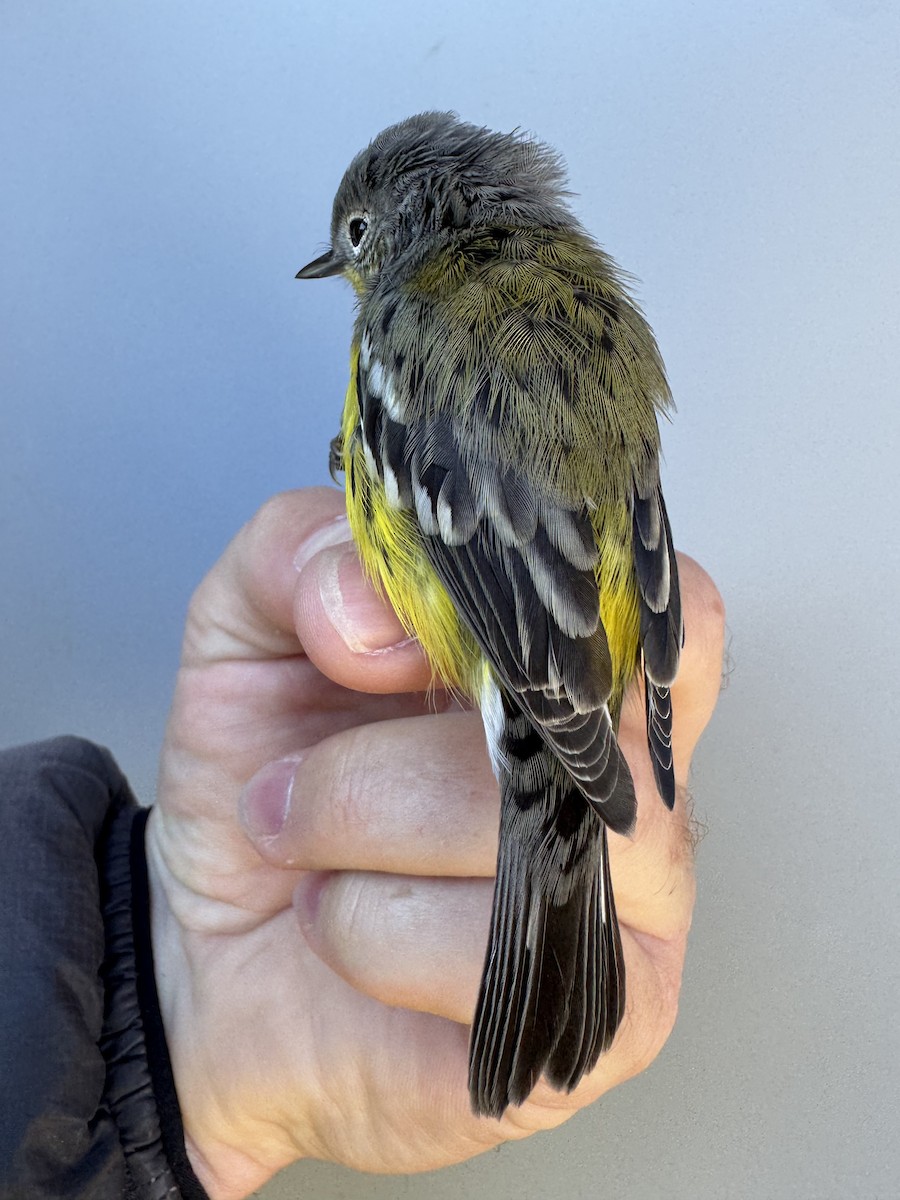Magnolia Warbler - ML642837356
