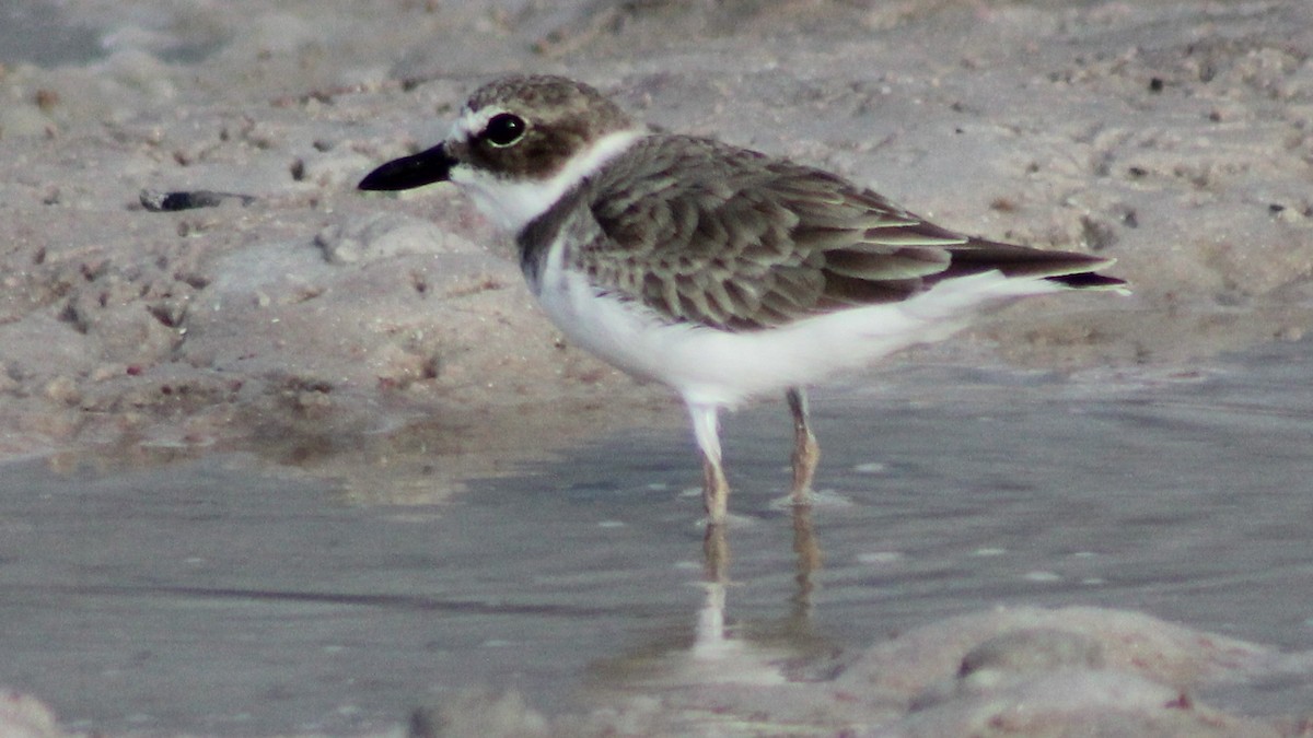 Wilson's Plover - ML642837358