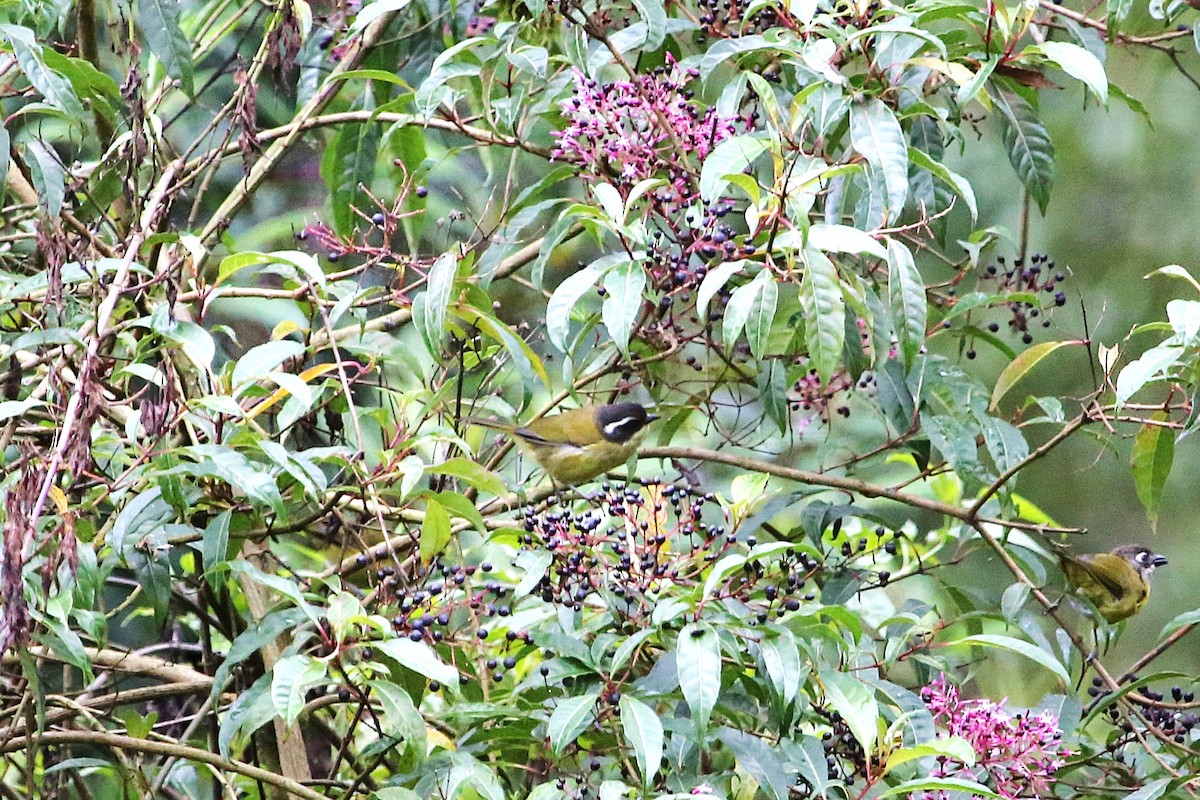 Sooty-capped Chlorospingus - ML642837359