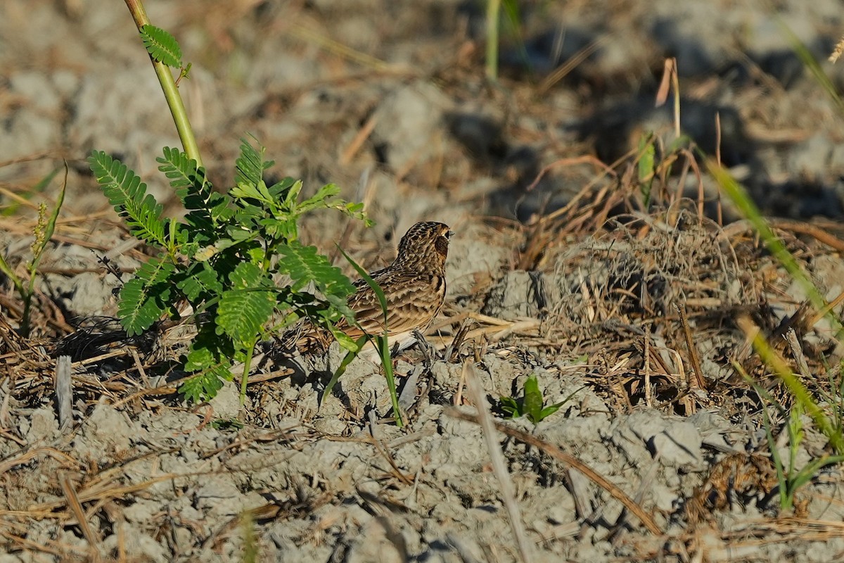 Oriental Skylark - ML642837360