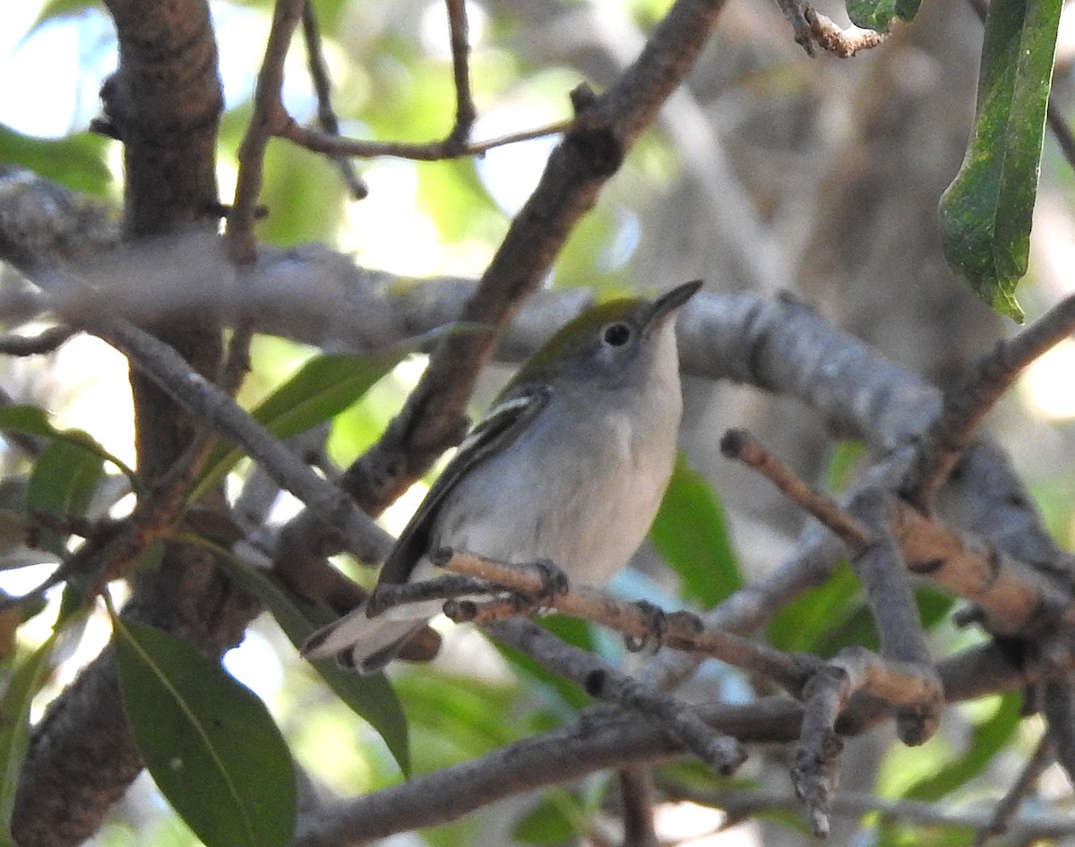 Chestnut-sided Warbler - ML642837362