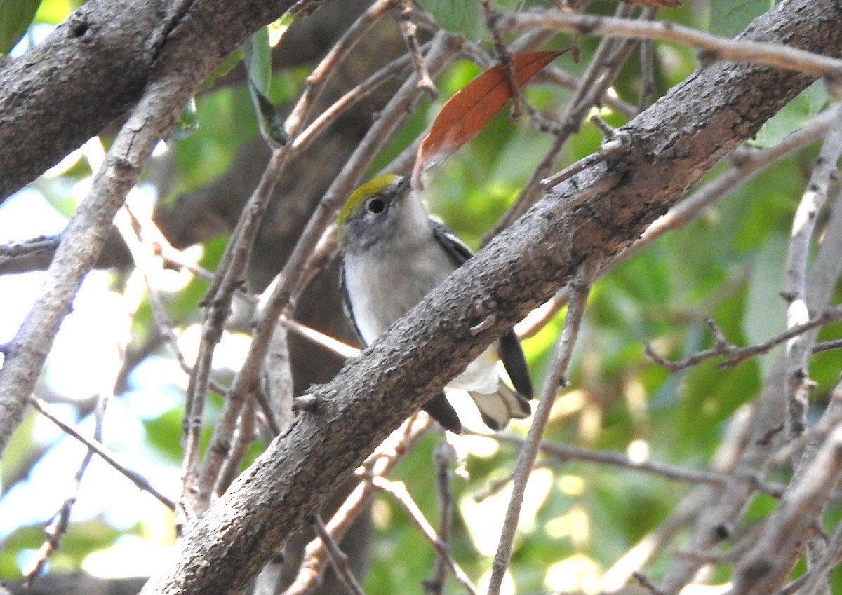 Chestnut-sided Warbler - ML642837364