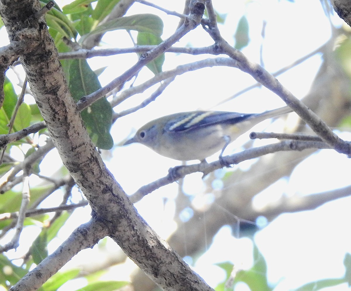 Chestnut-sided Warbler - ML642837365