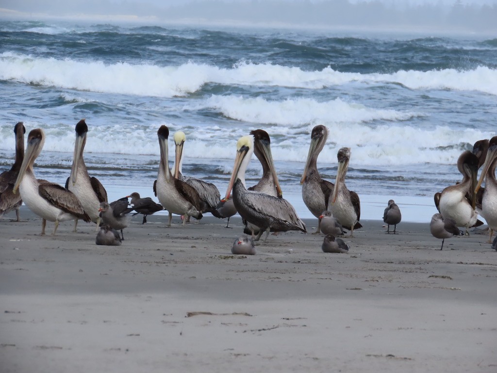 Heermann's Gull - ML642837370