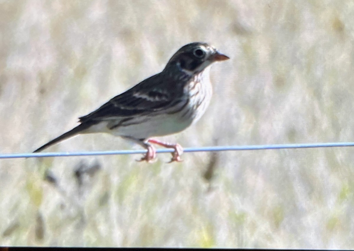Vesper Sparrow - ML642837371