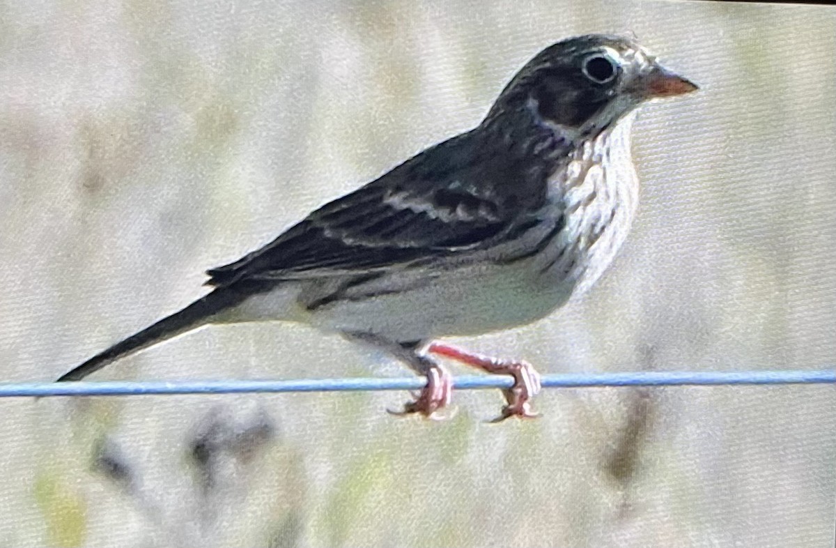 Vesper Sparrow - ML642837372